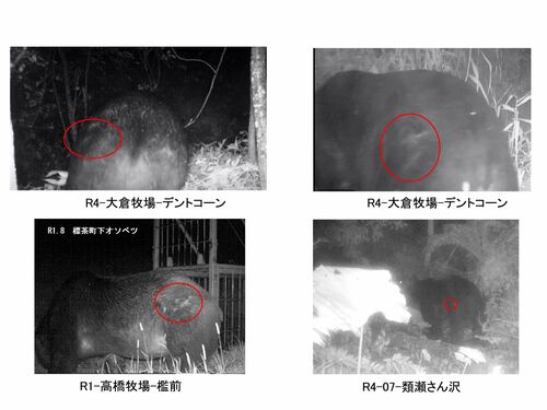 襲っておいて食べていない」――4年にわたり66頭もの牛を襲い続けた